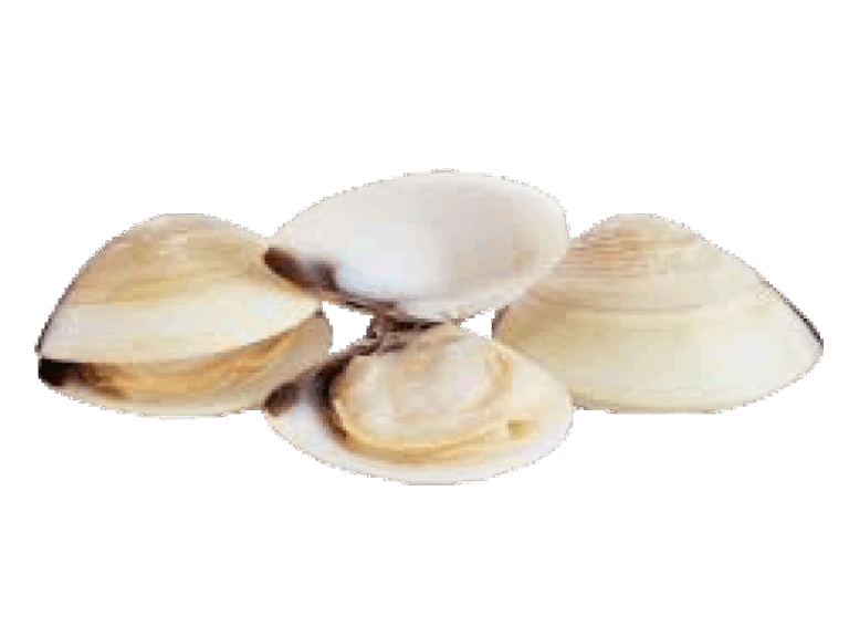 Clam-Whole-Photoroom