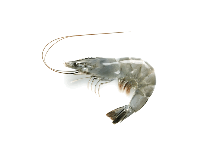 White-Raw-Shrimp